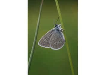 Rotklee-Bläuling (Polyommatus semiargus) - © Emanuel Trummer